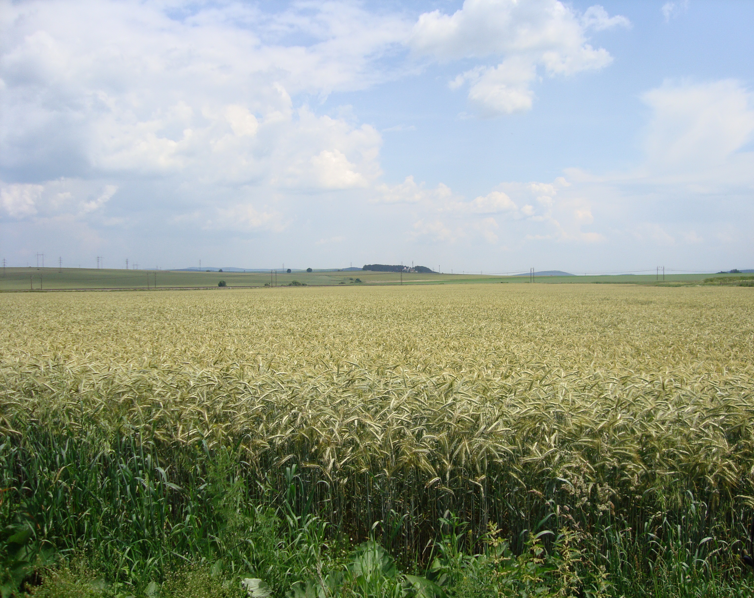 Krása polí